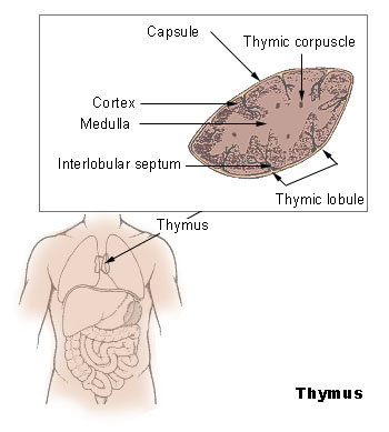 Тимус – особый орган иммунной системы. Он расположен в верхней части грудной клетки.