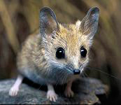 Австралийская сумчатая мышь