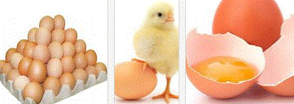 Полезные продукты питания - куриное яйцо