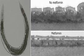 Как видно на фотографии, кожа старых червей, которым давали метформин осталась гладкой, а кожа других червей того же возраста приобрела морщины.